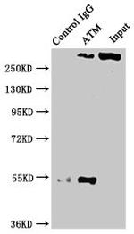 ATM Antibody in Western Blot (WB)