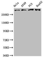 ATM Antibody in Western Blot (WB)