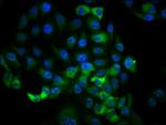 Phospho-RSK1 (Thr359, Ser363) Antibody in Immunocytochemistry (ICC/IF)