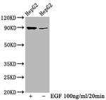 Phospho-RSK1 (Thr359, Ser363) Antibody in Western Blot (WB)