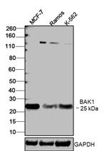 BAK Antibody in Western Blot (WB)