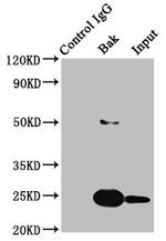 BAK Antibody in Western Blot (WB)