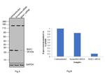 BAK Antibody in Western Blot (WB)