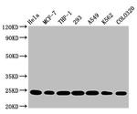 BAK Antibody in Western Blot (WB)