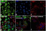 Phospho-AMPK alpha-2 (Thr172) Antibody in Immunocytochemistry (ICC/IF)