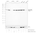 Phospho-AMPK alpha-2 (Thr172) Antibody in Western Blot (WB)