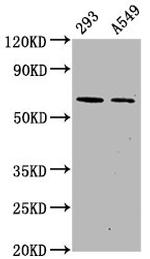 Phospho-AMPK alpha-2 (Ser491) Antibody in Western Blot (WB)