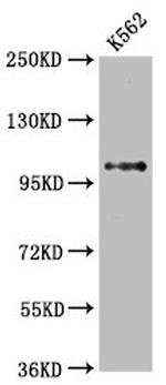 DGCR8 Antibody in Western Blot (WB)