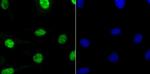 RbAp48 Antibody in Immunocytochemistry (ICC/IF)