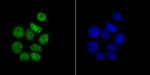 RbAp48 Antibody in Immunocytochemistry (ICC/IF)