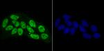 RbAp48 Antibody in Immunocytochemistry (ICC/IF)