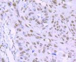 RbAp48 Antibody in Immunohistochemistry (Paraffin) (IHC (P))