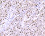 RbAp48 Antibody in Immunohistochemistry (Paraffin) (IHC (P))