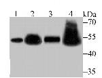 RbAp48 Antibody in Western Blot (WB)