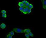 EAAC1 Antibody in Immunocytochemistry (ICC/IF)