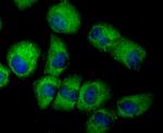 EAAC1 Antibody in Immunocytochemistry (ICC/IF)