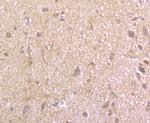 EAAC1 Antibody in Immunohistochemistry (Paraffin) (IHC (P))