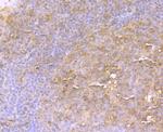 EAAC1 Antibody in Immunohistochemistry (Paraffin) (IHC (P))