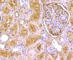 EAAC1 Antibody in Immunohistochemistry (Paraffin) (IHC (P))