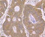 EAAC1 Antibody in Immunohistochemistry (Paraffin) (IHC (P))