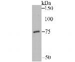 EAAC1 Antibody in Western Blot (WB)