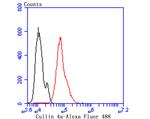 Cullin 4A Antibody in Flow Cytometry (Flow)