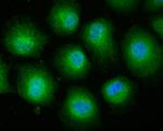 Cullin 4A Antibody in Immunocytochemistry (ICC/IF)