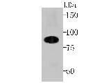 Cullin 4A Antibody in Western Blot (WB)