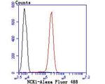 NCK1 Antibody in Flow Cytometry (Flow)