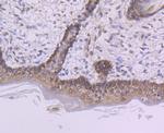 PTBP1 Antibody in Immunohistochemistry (Paraffin) (IHC (P))