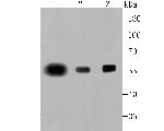 PTBP1 Antibody in Western Blot (WB)