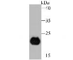 PERP Antibody in Western Blot (WB)