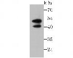 IL13RA1 Antibody in Western Blot (WB)