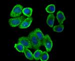 Villin Antibody in Immunocytochemistry (ICC/IF)