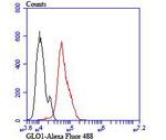 GLO1 Antibody in Flow Cytometry (Flow)