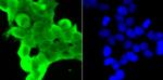 GLO1 Antibody in Immunocytochemistry (ICC/IF)