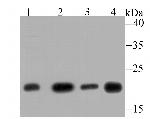 GLO1 Antibody in Western Blot (WB)