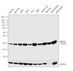 ENDOG Antibody in Western Blot (WB)