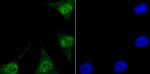 ENDOG Antibody in Immunocytochemistry (ICC/IF)