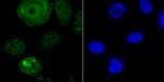 ENDOG Antibody in Immunocytochemistry (ICC/IF)