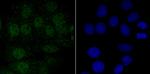 ENDOG Antibody in Immunocytochemistry (ICC/IF)