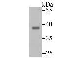 ENDOG Antibody in Western Blot (WB)