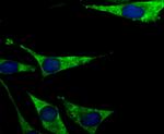 PCK1 Antibody in Immunocytochemistry (ICC/IF)