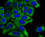 PCK1 Antibody in Immunocytochemistry (ICC/IF)