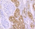 PCK1 Antibody in Immunohistochemistry (Paraffin) (IHC (P))