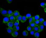 CRMP1 Antibody in Immunocytochemistry (ICC/IF)