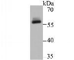 DKC1 Antibody in Western Blot (WB)