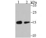 RPS19 Antibody in Western Blot (WB)