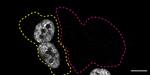 MATR3 Antibody in Immunocytochemistry (ICC/IF)