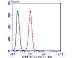 PFKM Antibody in Flow Cytometry (Flow)